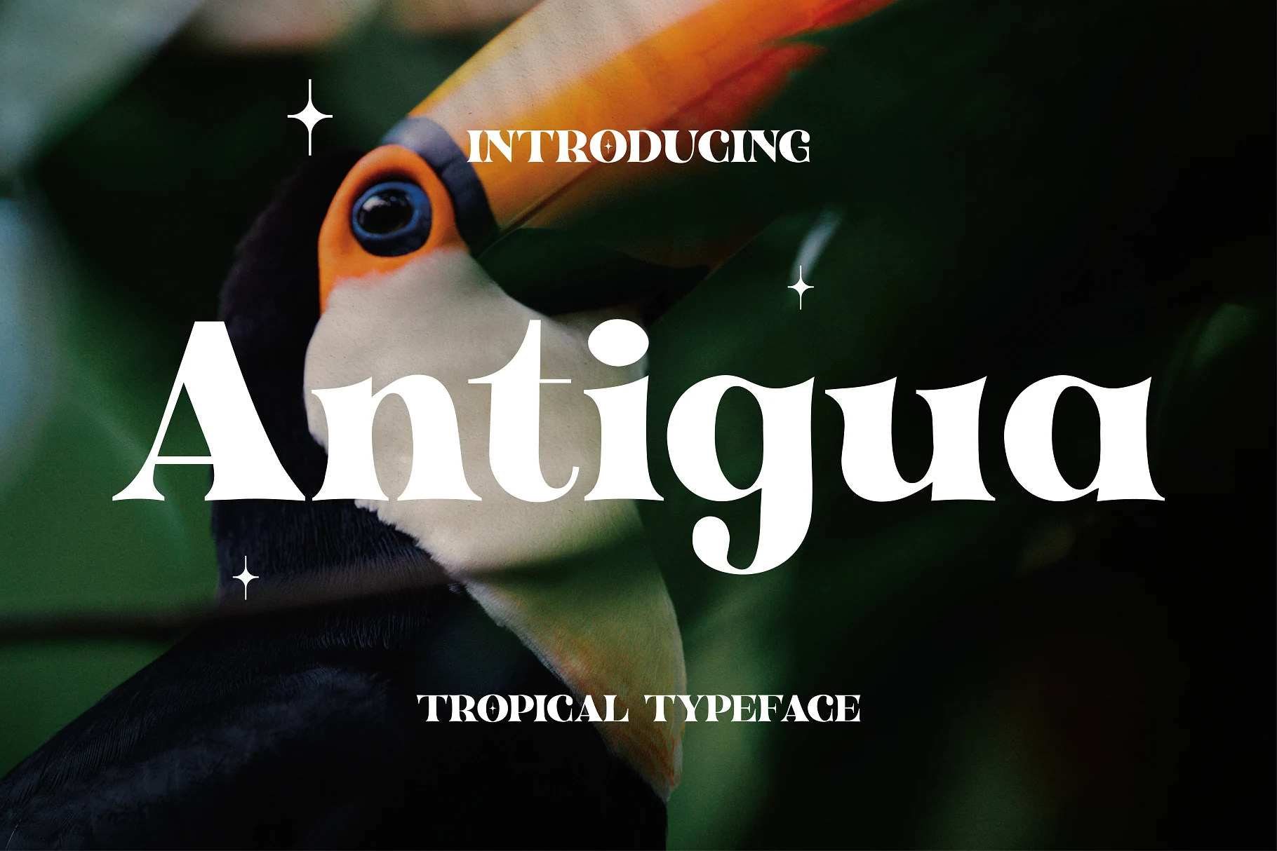 Antigua Font preview with bold white serif lettering over a toucan photo