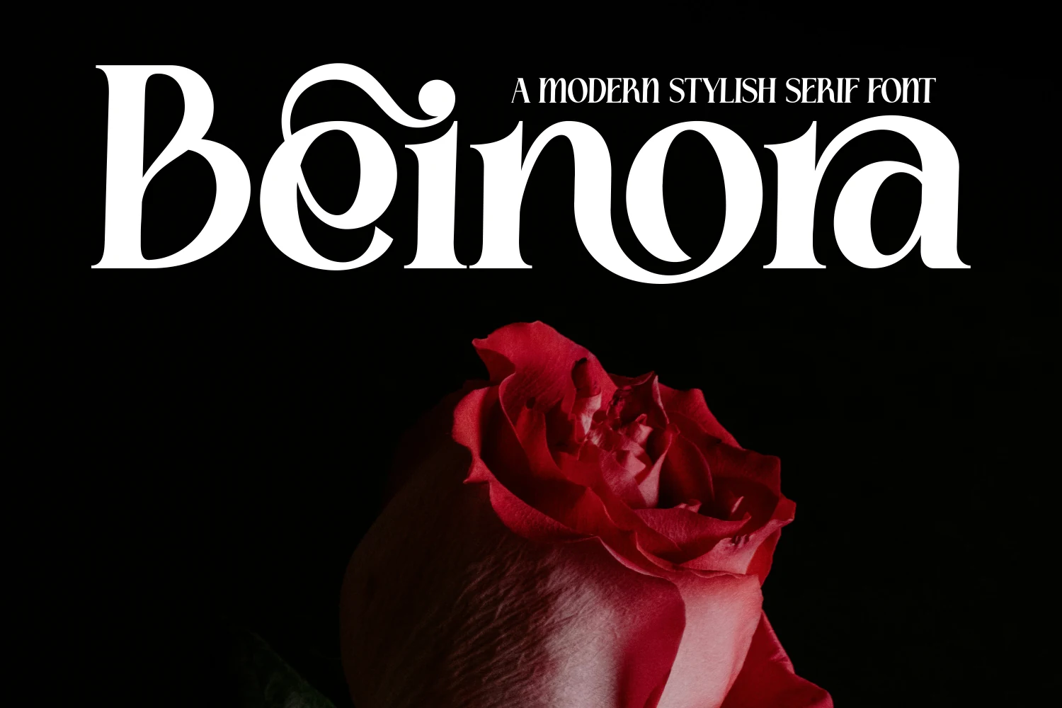 Beinora Font preview with high-contrast white serif letters, bold curves, and decorative swashes