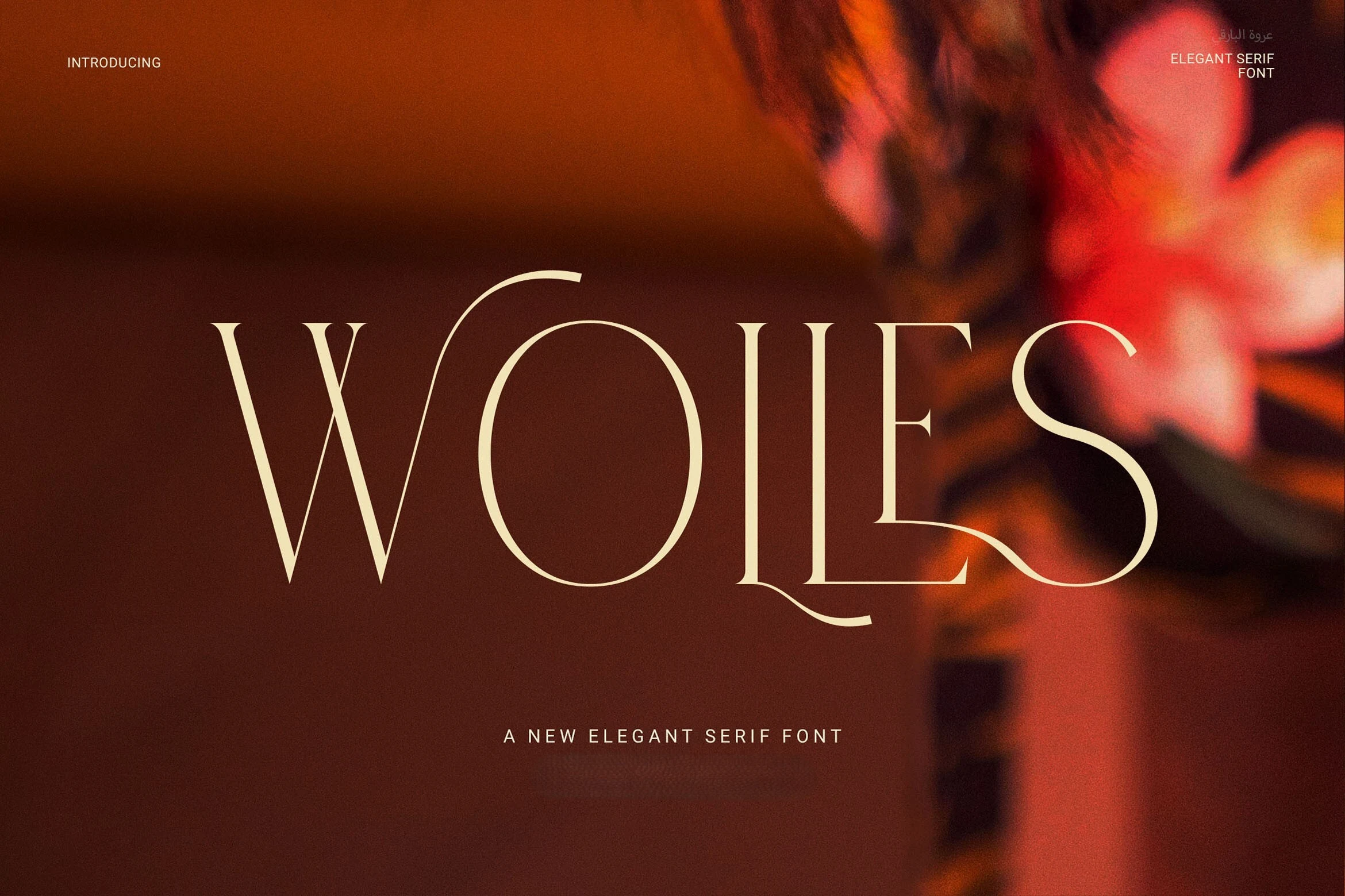 Wolles Elegant Modern Serif Font displaying tall, high-contrast serif lettering with sweeping swash terminals on the W and S.